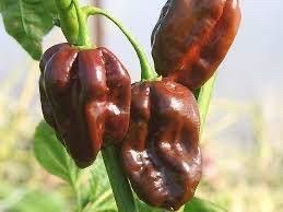 Соус из перца Шоколадный язык дьявола Живой Ферментированный соус Ecopepper 65мл 1646681214 фото